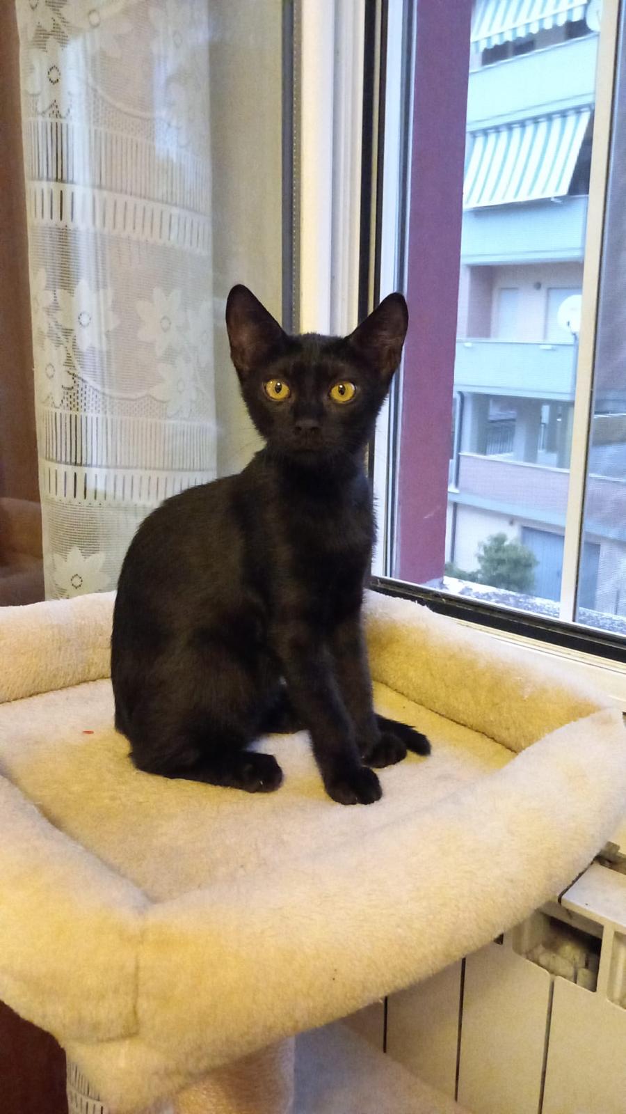 Mora, gatto Europeo in adozione