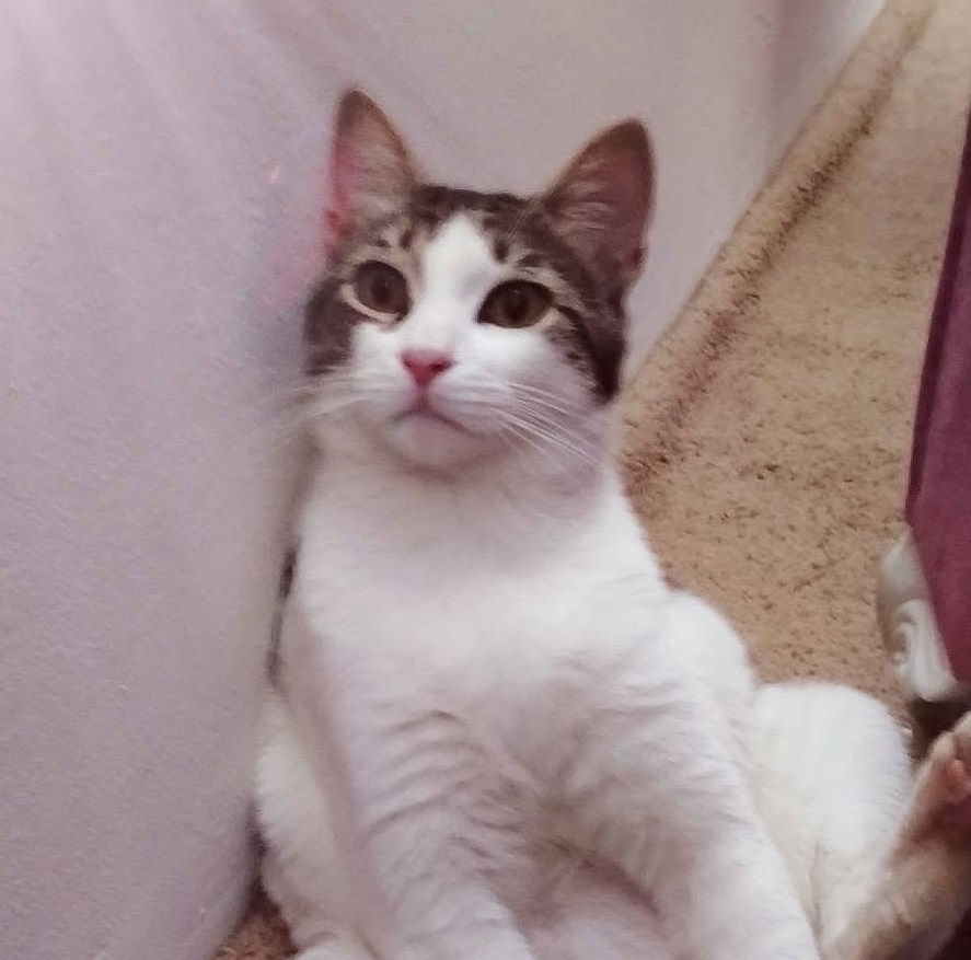 Leo, gatto Gatto europeo a pelo corto, mantello bianco e tigrato. in adozione