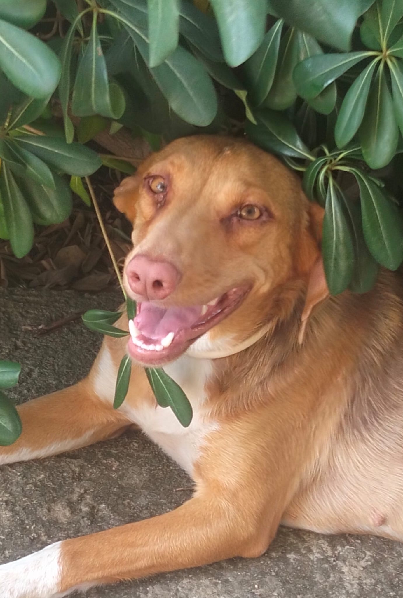 JiJí, cane Mix Cirneco dell'Etna in adozione a Venezia - foto 3