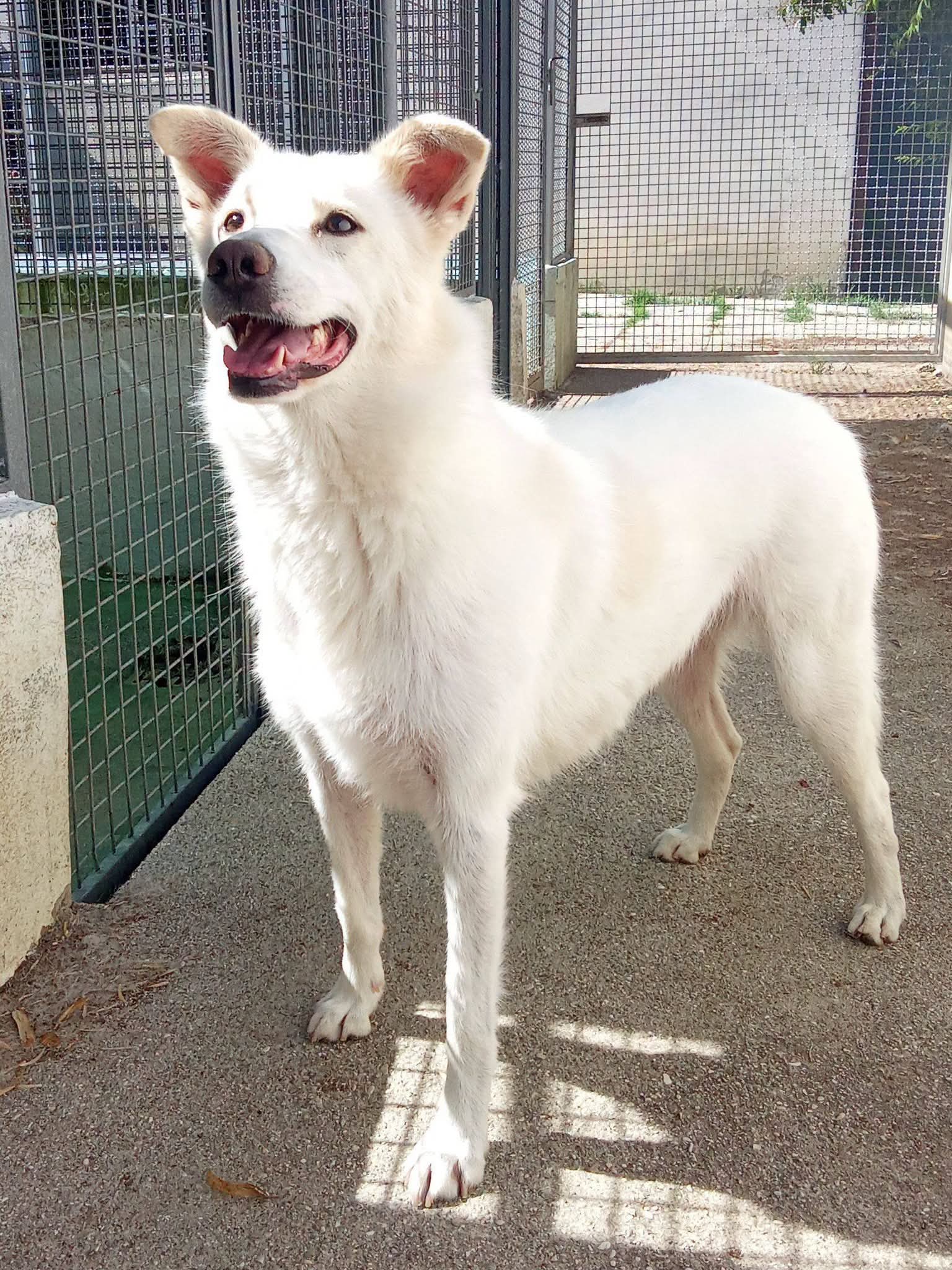 Foto 4 di Venus, cane Meticcio in adozione