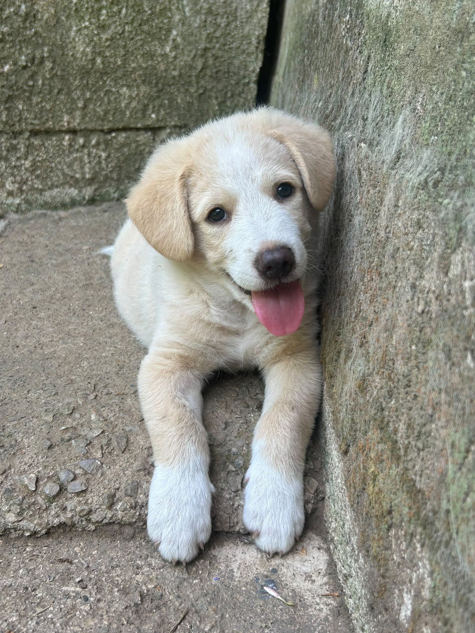 Elio, cane Meticcio in adozione