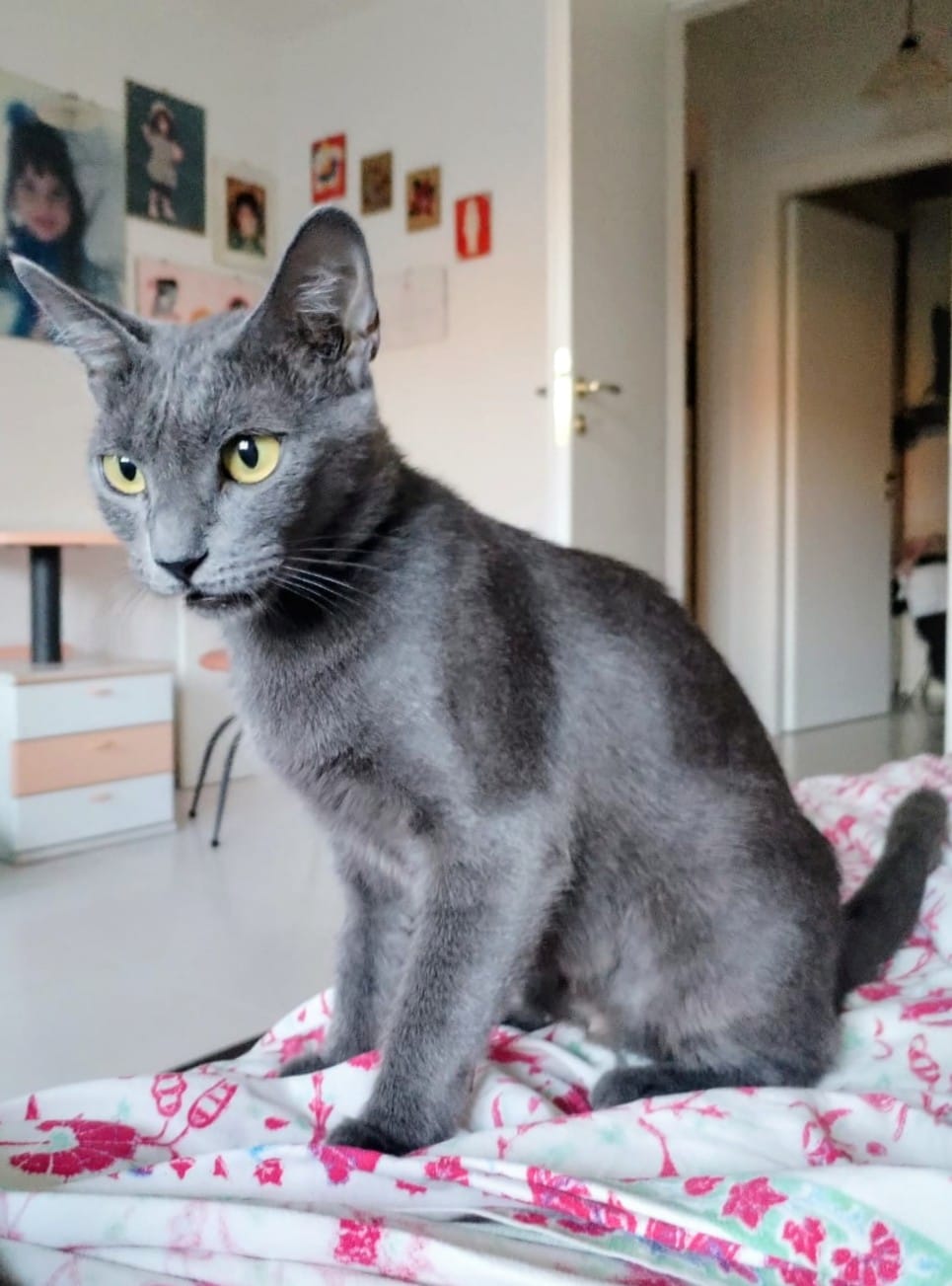 Foto 1 di Isotta, gatto Simil Certosino in adozione