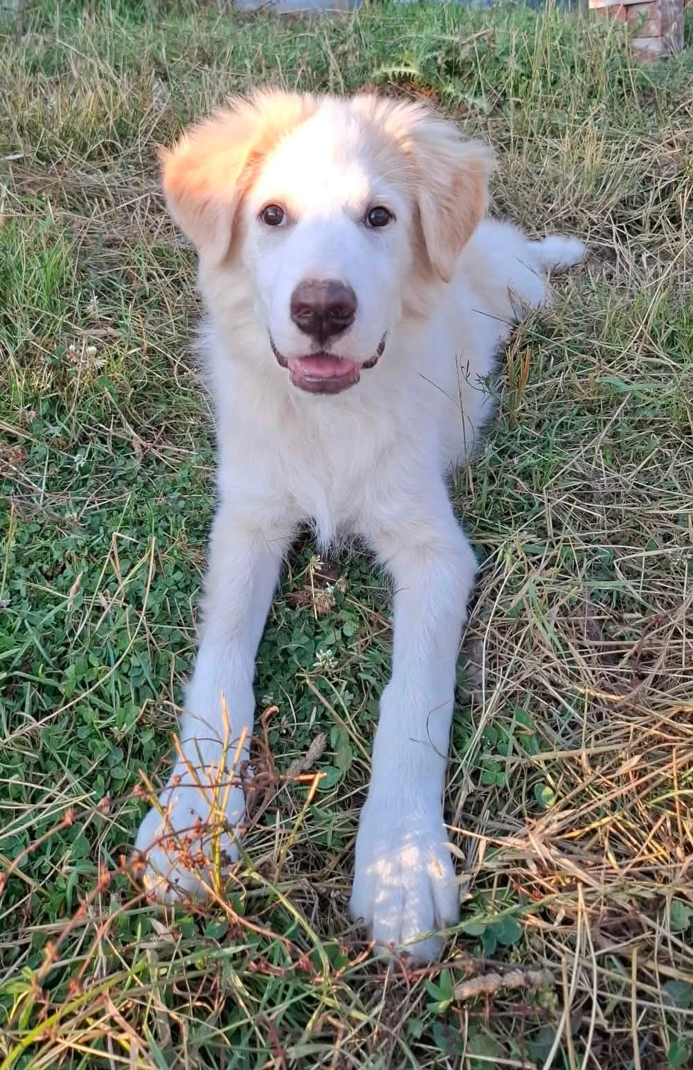 Foto 3 di Flora, cane Simil maremmano in adozione