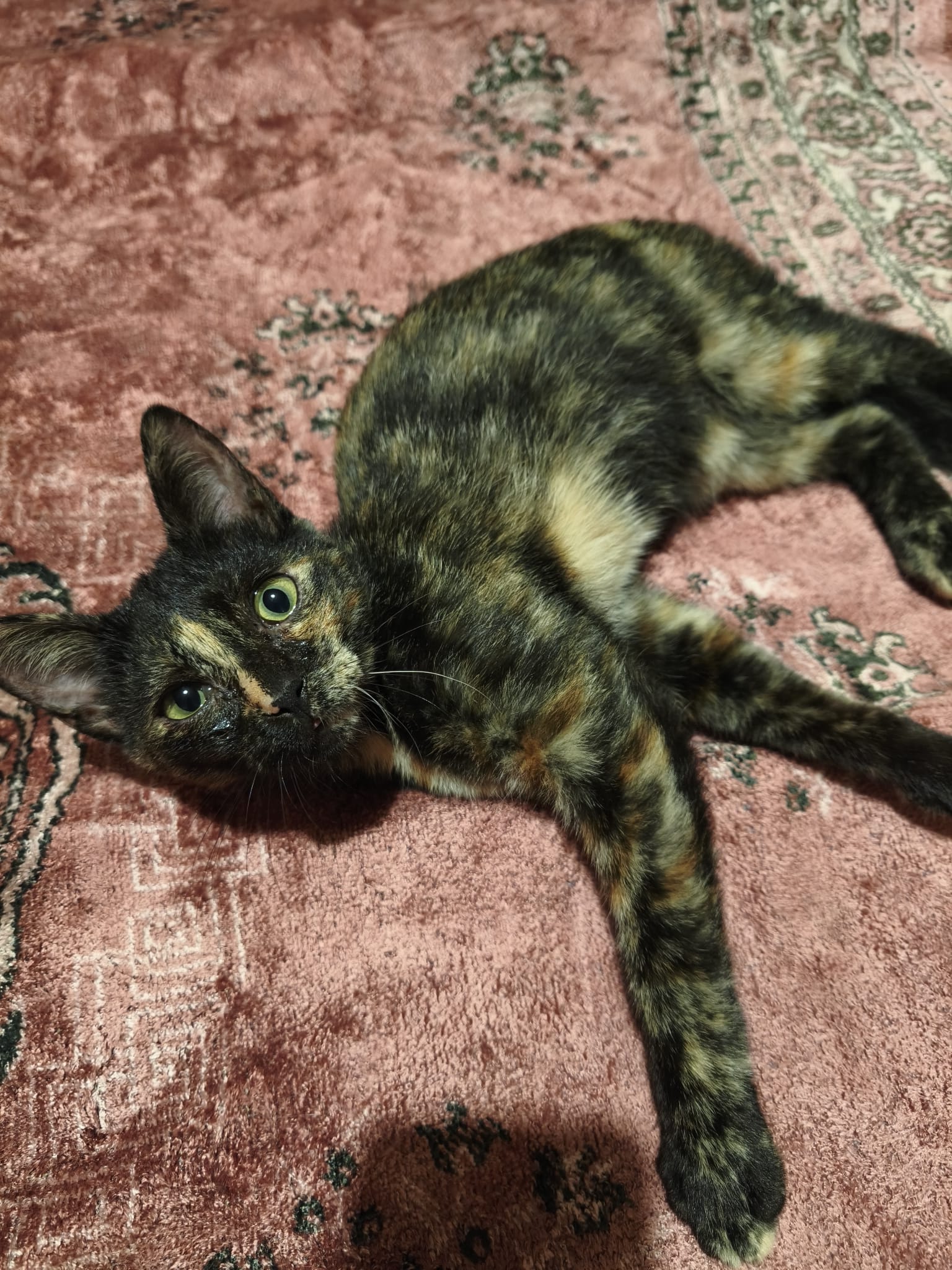 Viola, gatto Meticcia tartarugata in adozione
