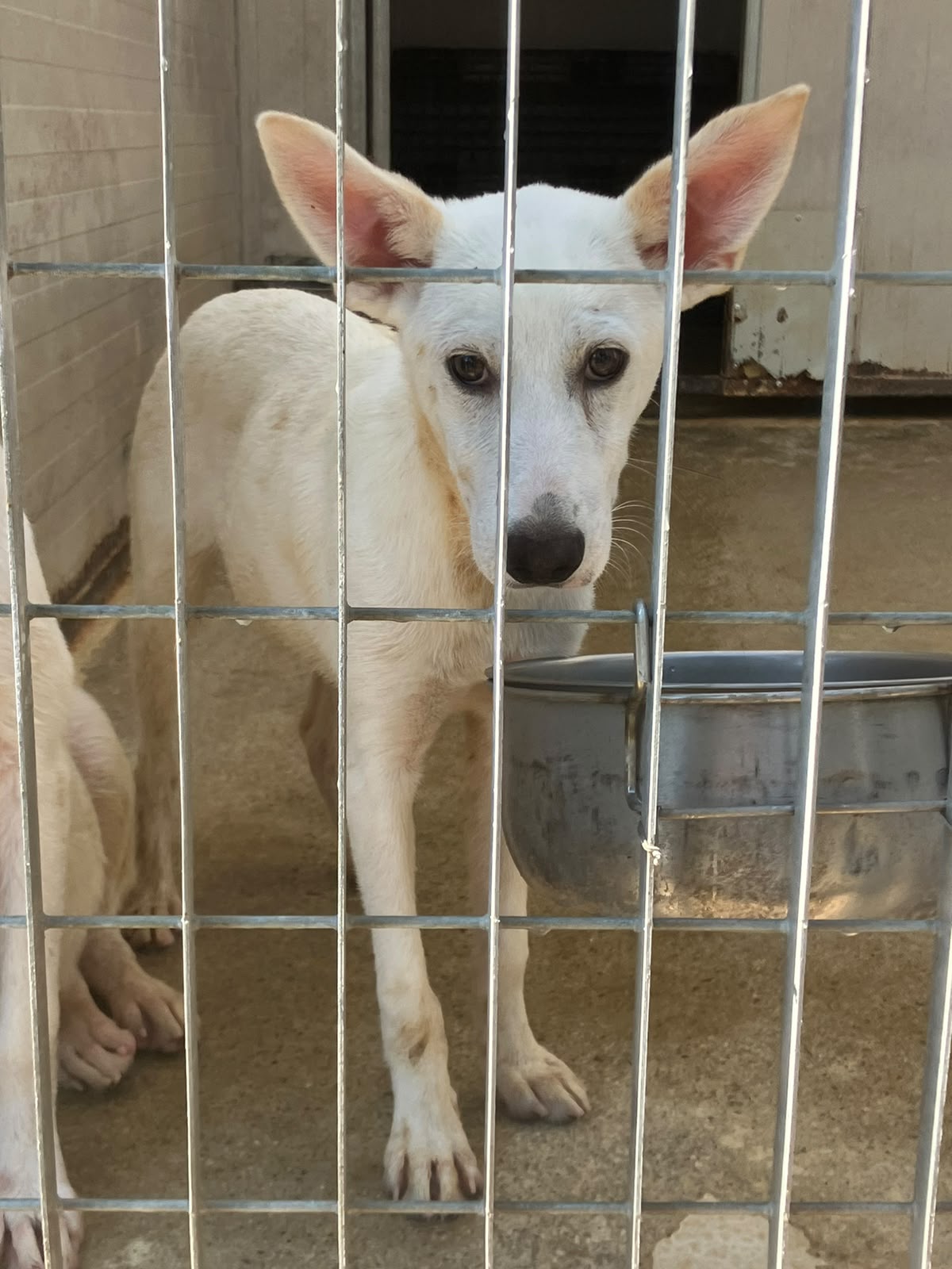 Foto 1 di Klay, cane Meticcio in adozione