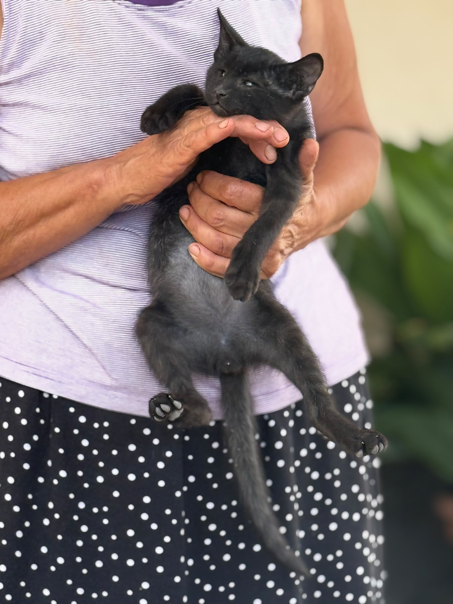 Foto 4 di Romeo, gatto Meticcio in adozione
