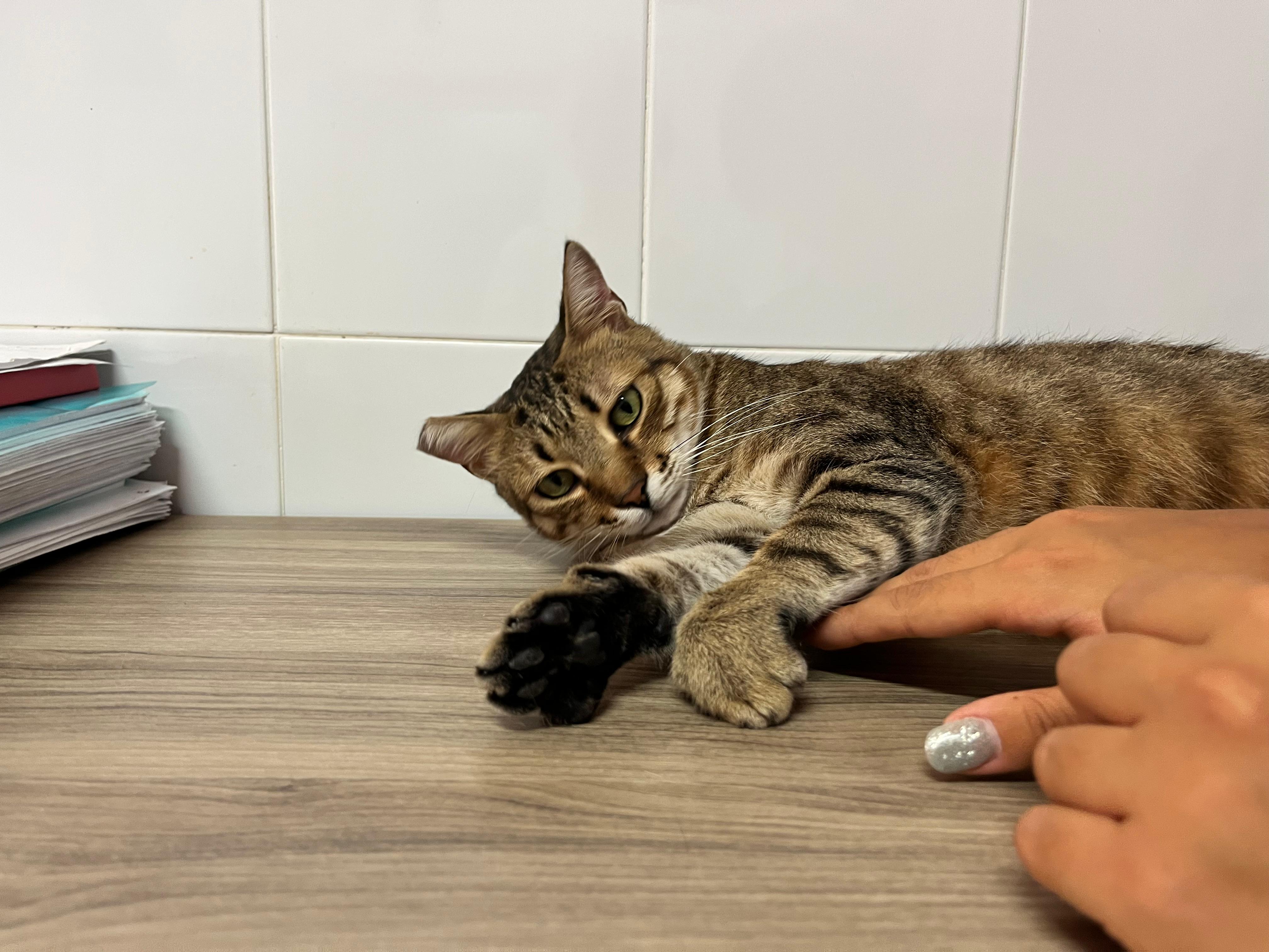 Foto 1 di BONBON, gatto EUROPEO in adozione