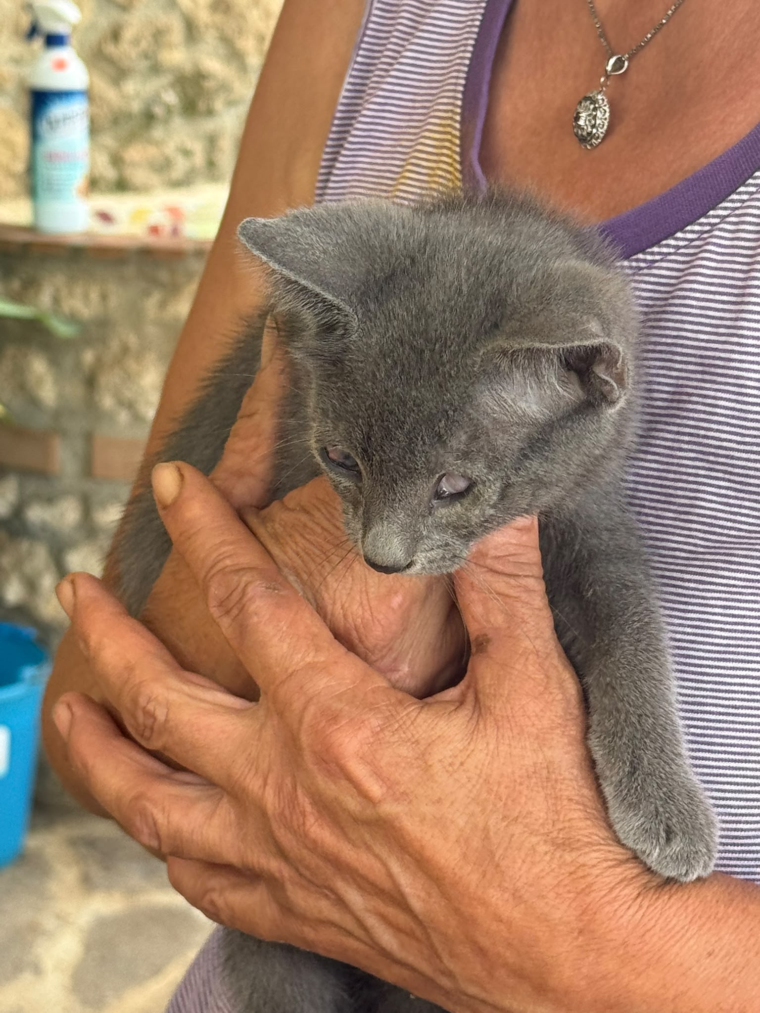 Foto 3 di Smoky, gatto Meticcio in adozione