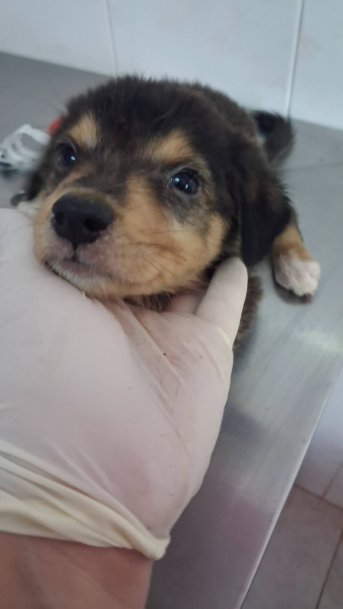 Nico(nera) e Lina, cane Meticci in adozione