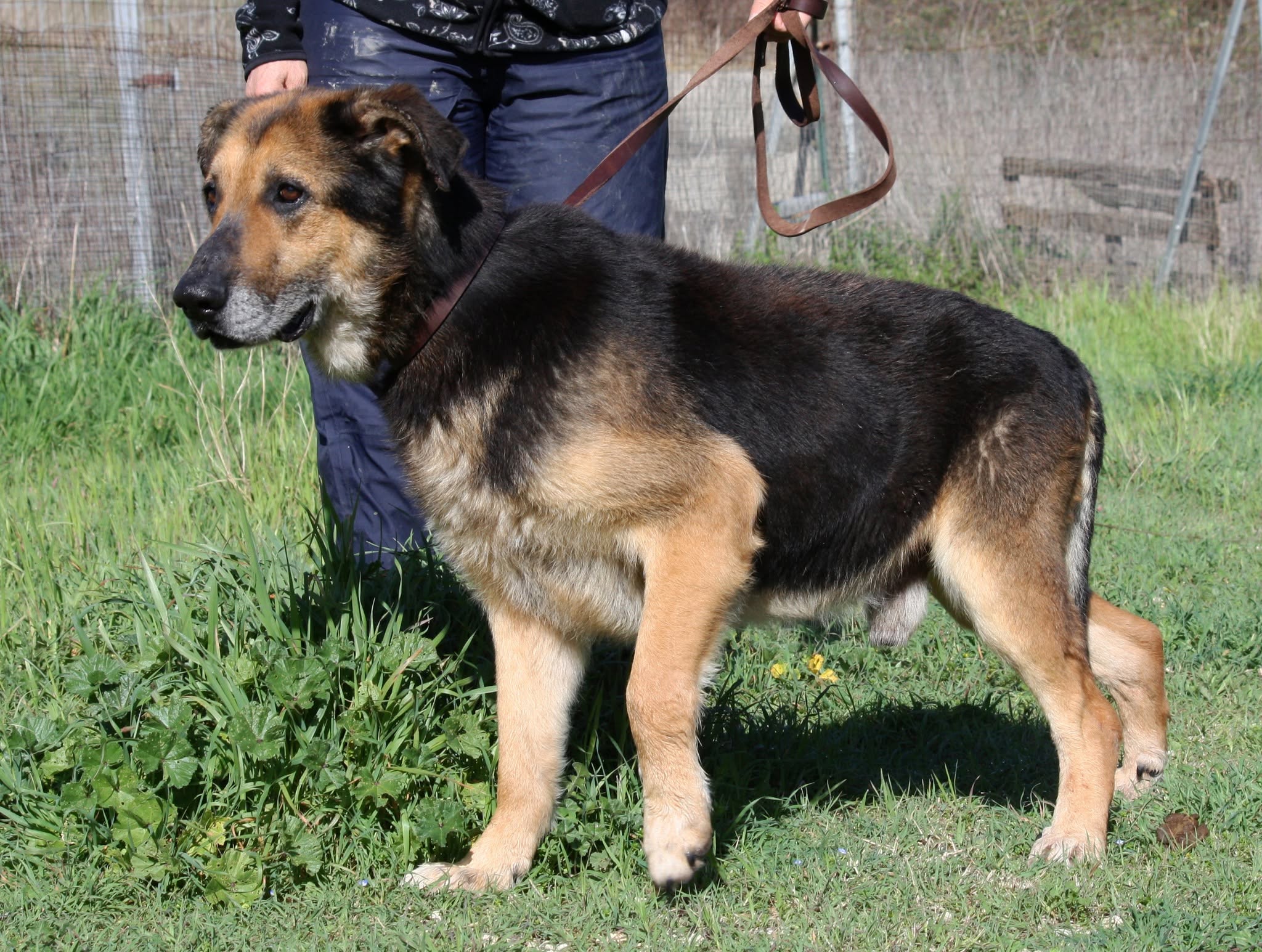 Foto 2 di Perseo, cane meticcio in adozione