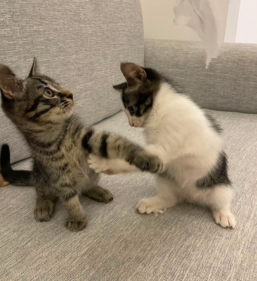 Foto 3 di Lima / Lala, gatto Mettici in adozione