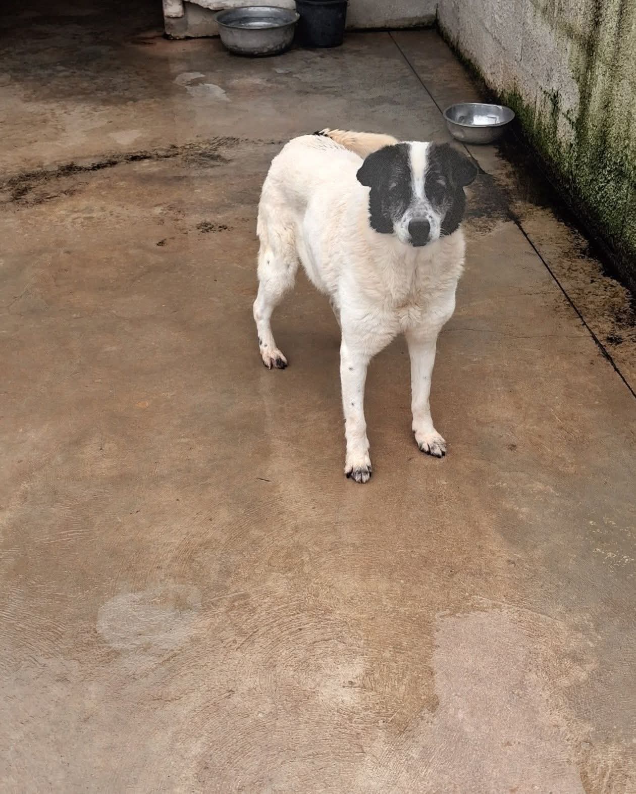 Foto 1 di Olga, cane Meticcia in adozione