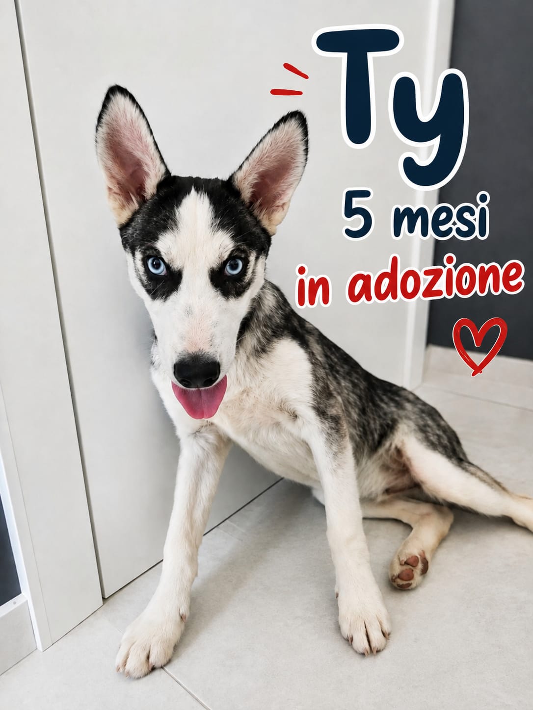 Ty, cane Meticcio in adozione
