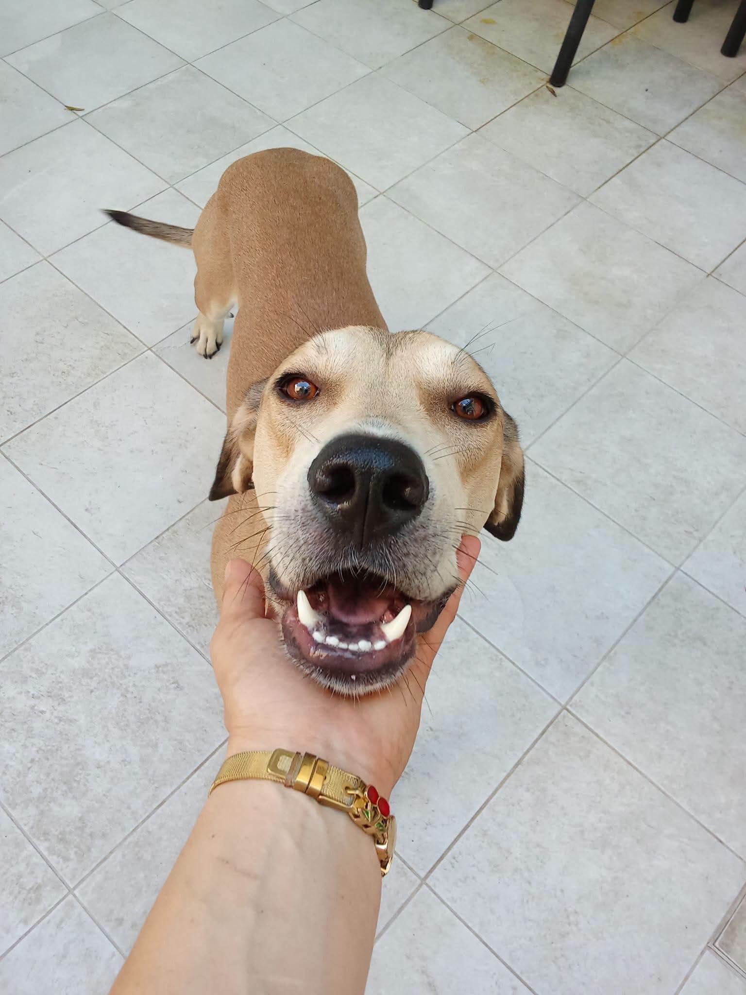 Foto 2 di Cisko, cane Meticcio in adozione