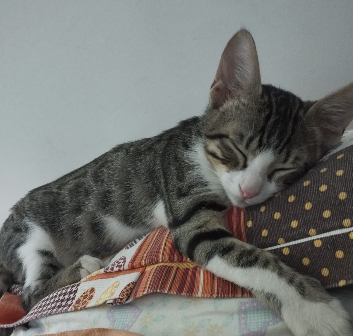 Foto 4 di Jocker, gatto Europeo in adozione