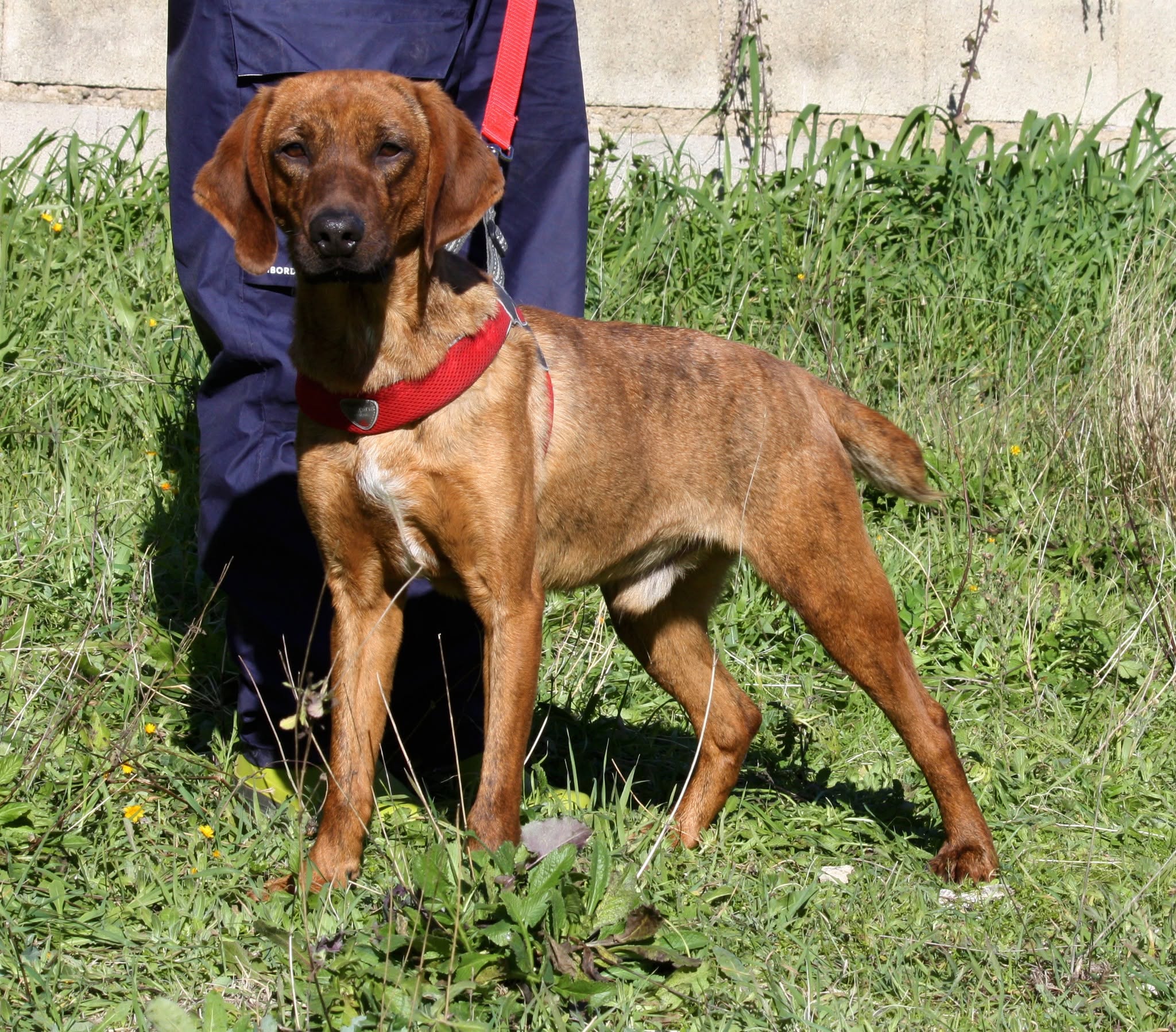 Foto 2 di Giordan, cane segugio maremmano in adozione