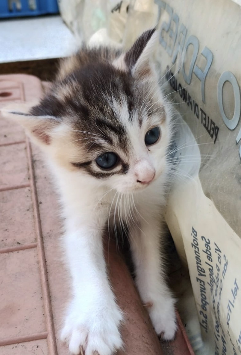 Foto 2 di Kira, gatto Europeo in adozione