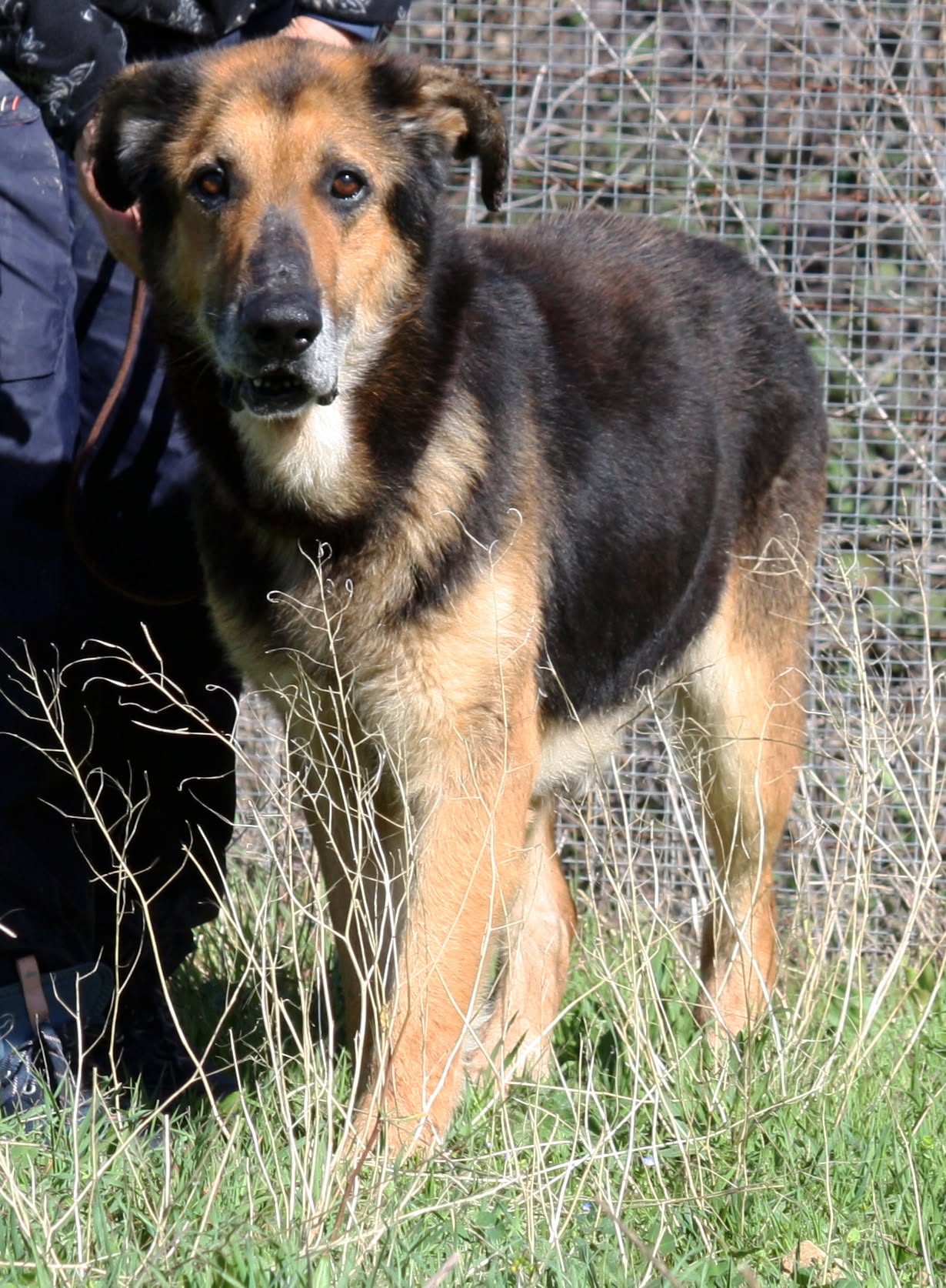 Perseo, cane meticcio in adozione