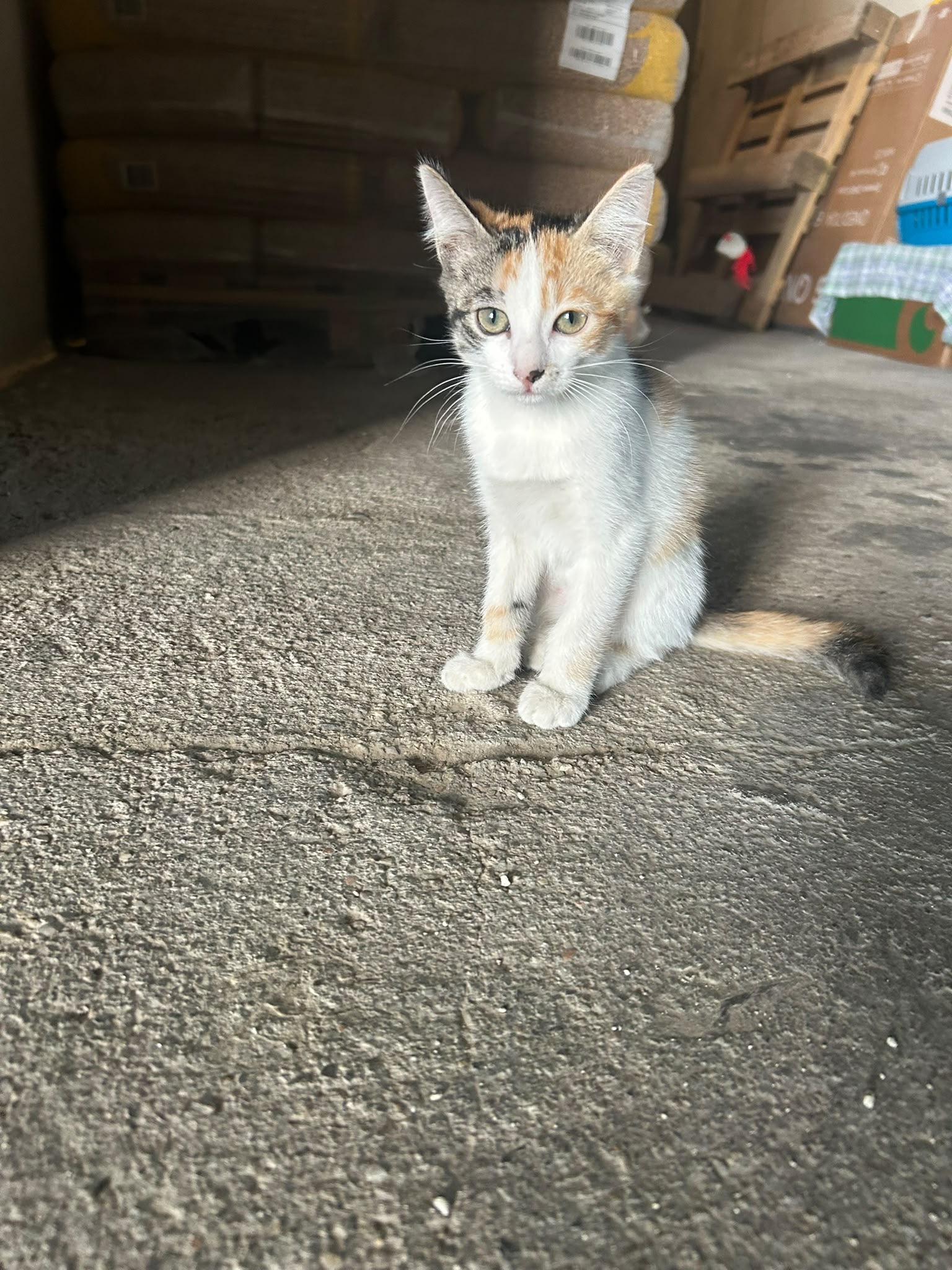 Foto 3 di Lussy, gatto Meticcio in adozione