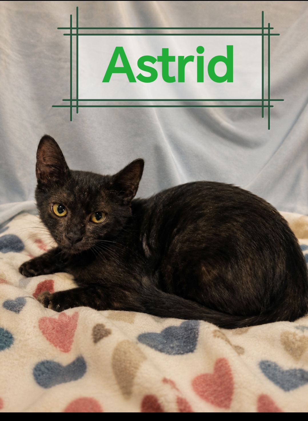 Foto 1 di Astrid, gatto Europeo in adozione