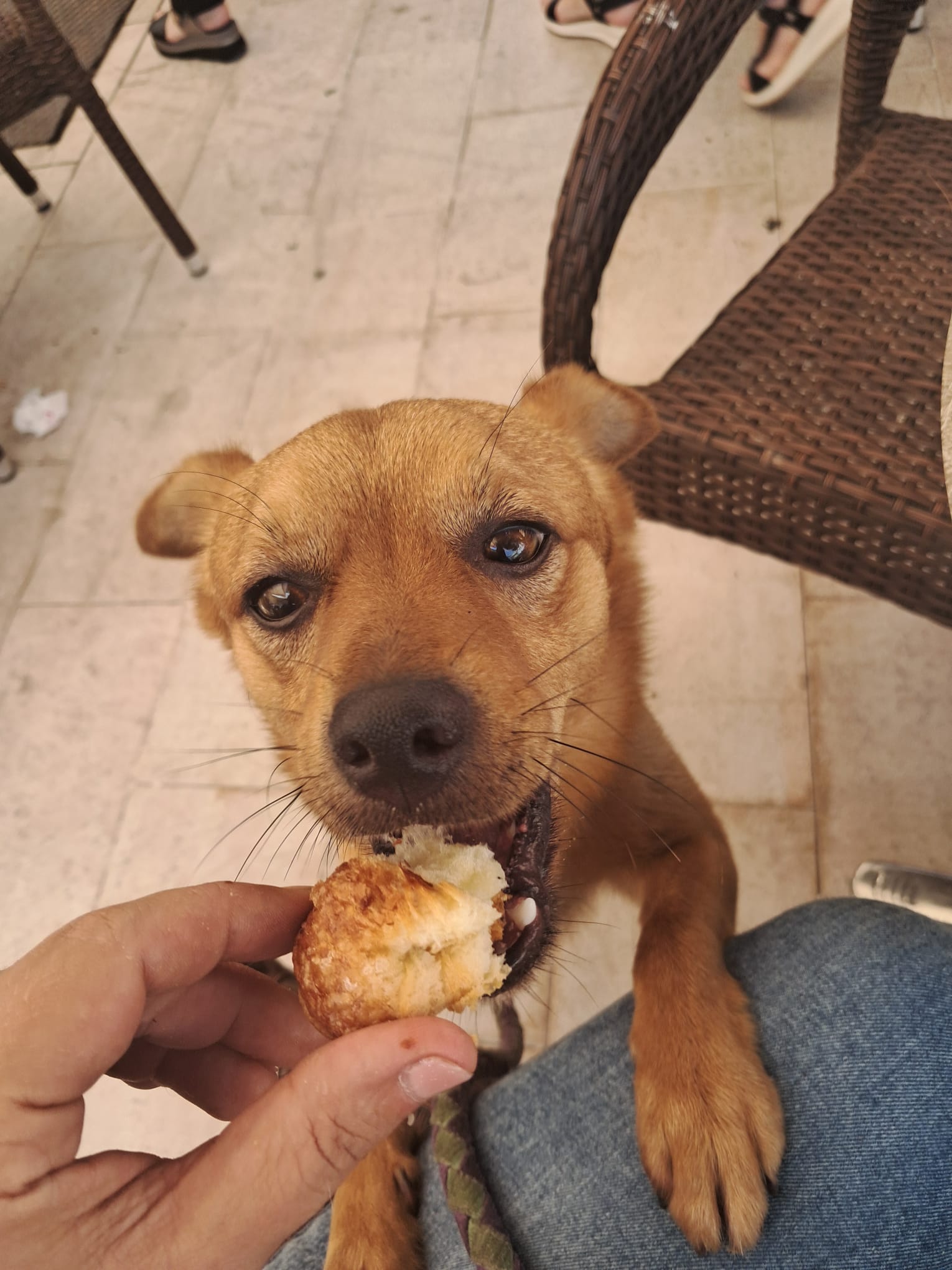Foto 2 di Spritz, cane Meticcio taglia medio piccola in adozione