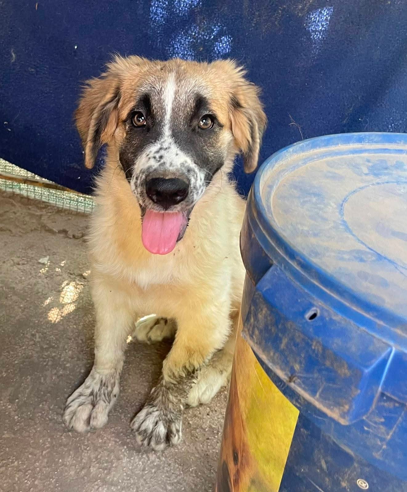 Foto 1 di Lillino, cane Meticcio in adozione
