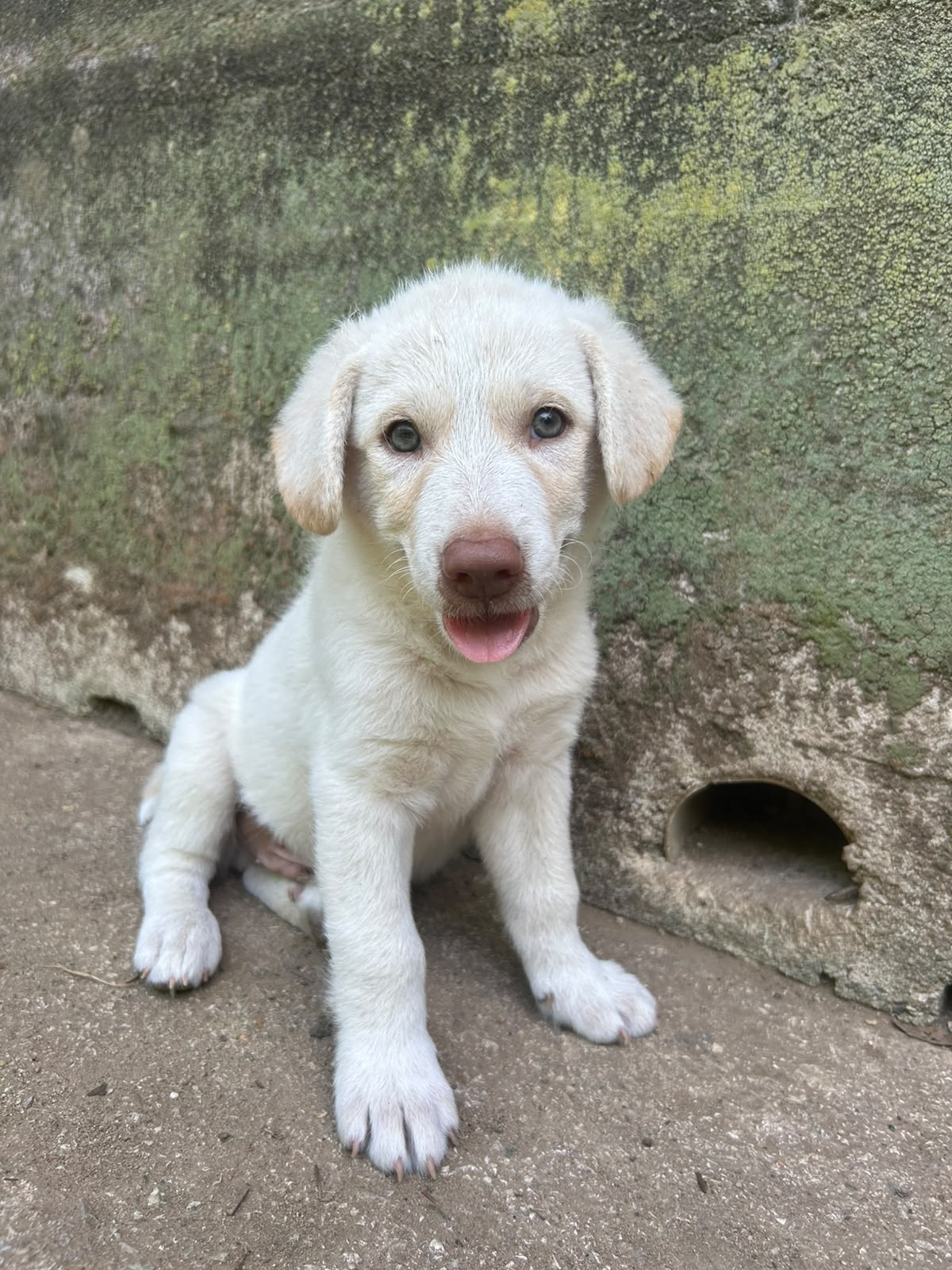 Foto 3 di Lumi, cane Meticcio in adozione
