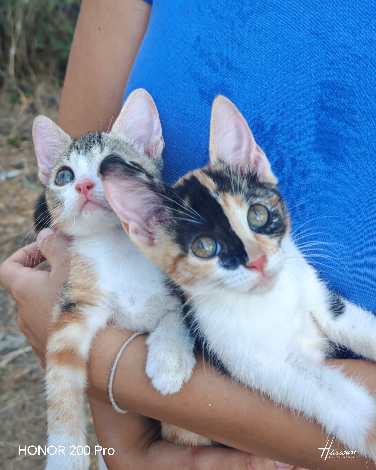 Dalia e Ambra, gatto Europeo in adozione