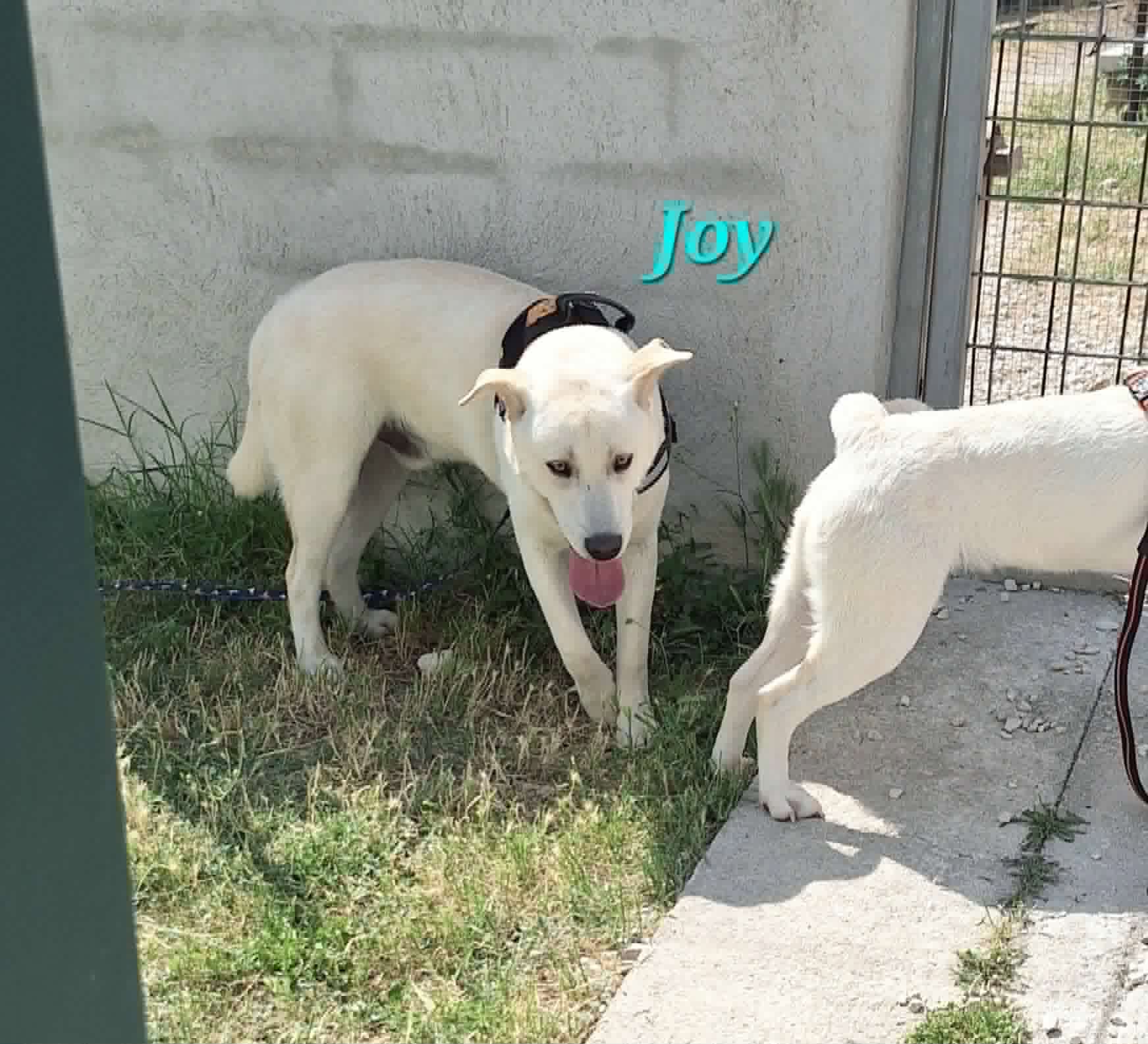 Foto 3 di Joy, cane meticcio in adozione