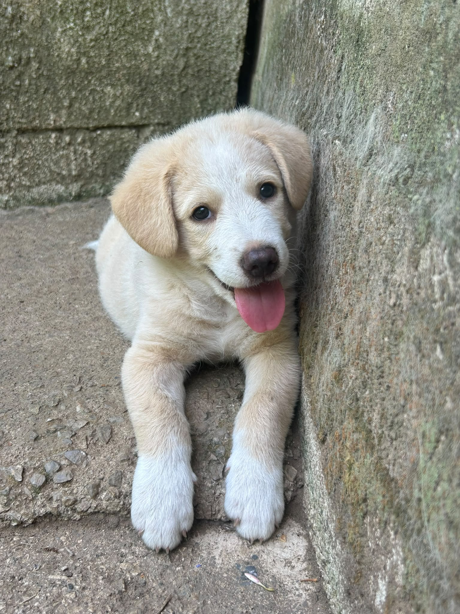 Foto 5 di Elio, cane Meticcio in adozione