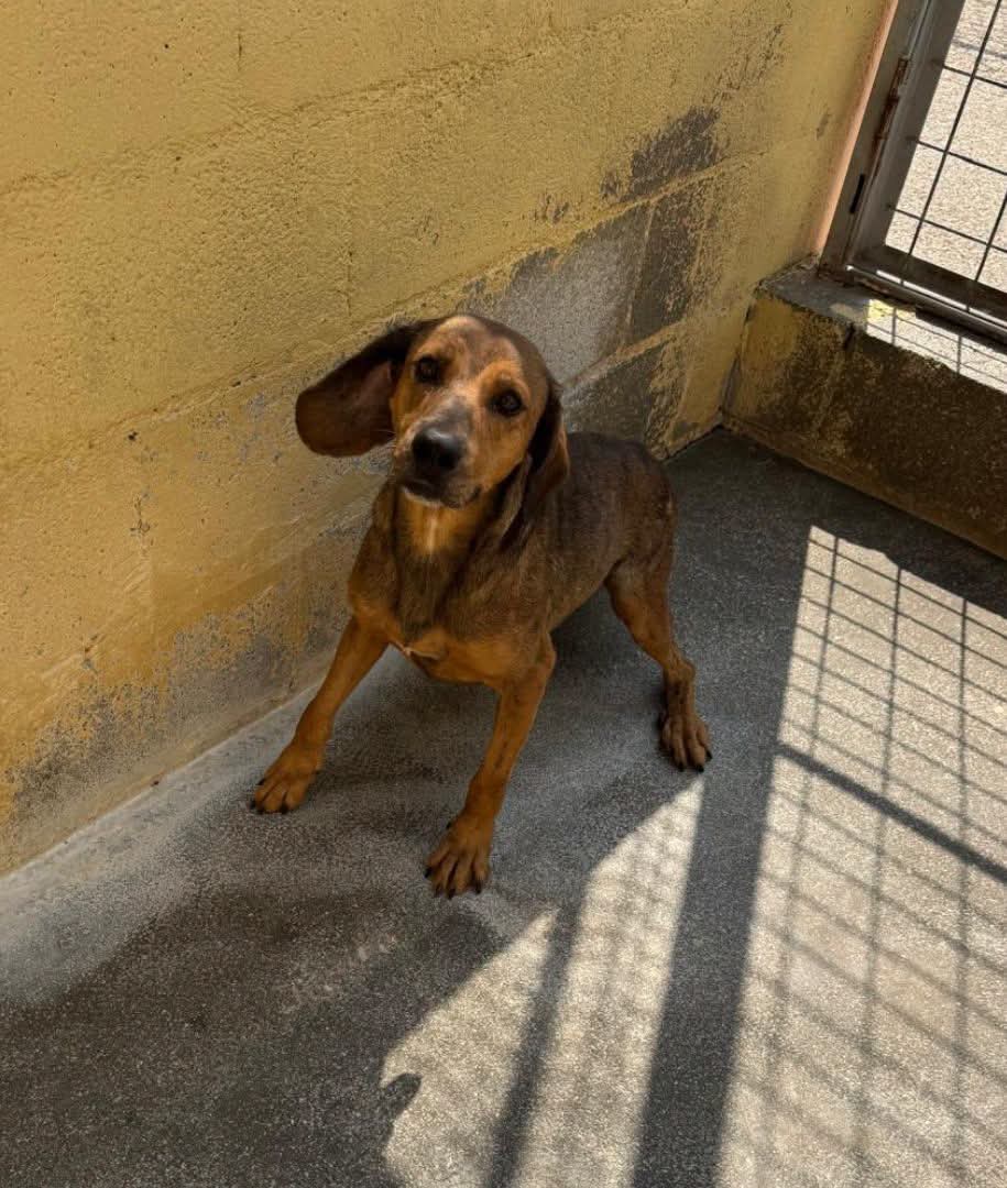 Alfredino, cane Meticcio in adozione