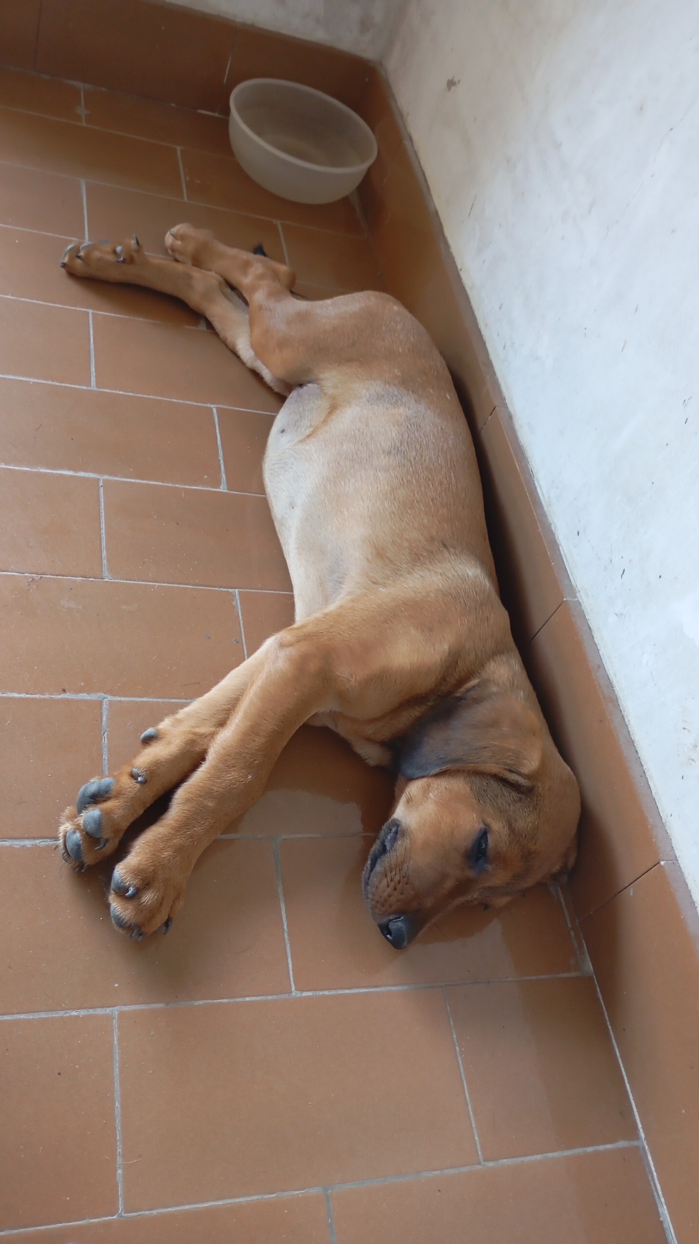 Foto 3 di Kelly, cane Segugio in adozione