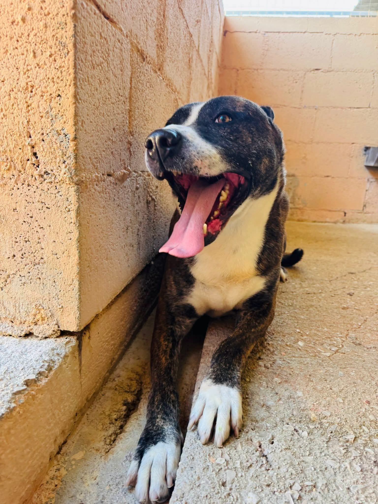 Tiger, cane Meticcio in adozione