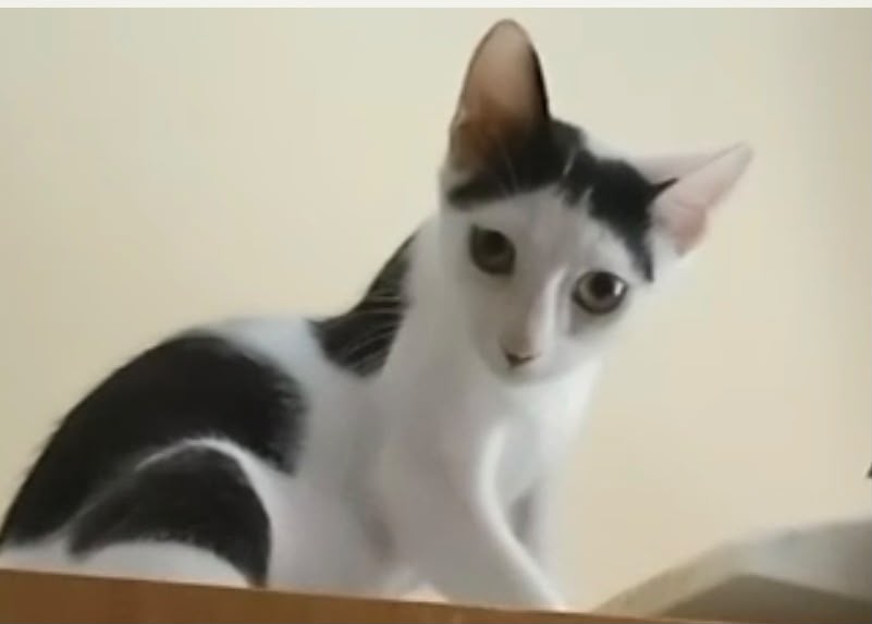 Foto 2 di Max, gatto Europea in adozione