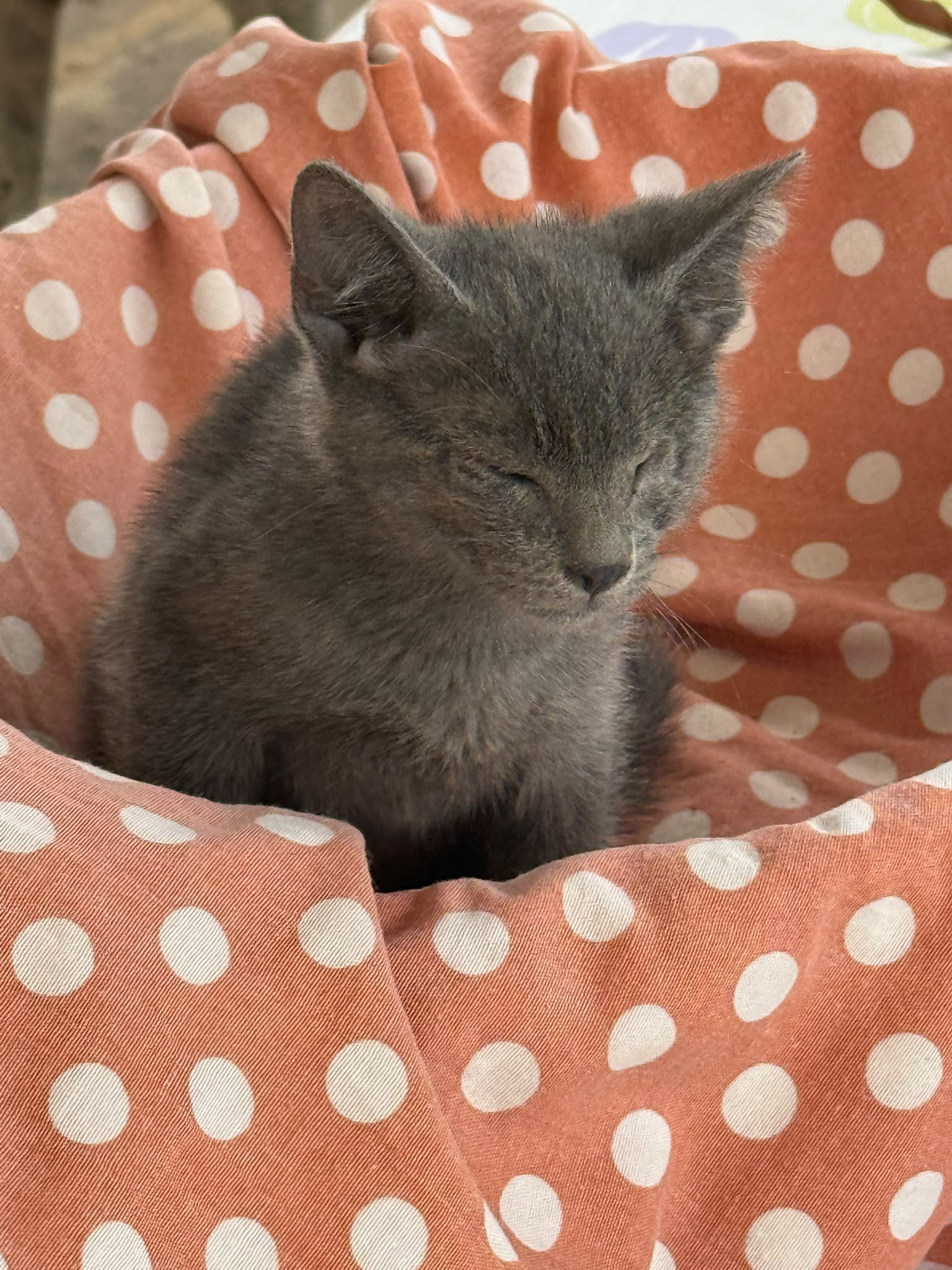 Foto 5 di Smoky, gatto Meticcio in adozione