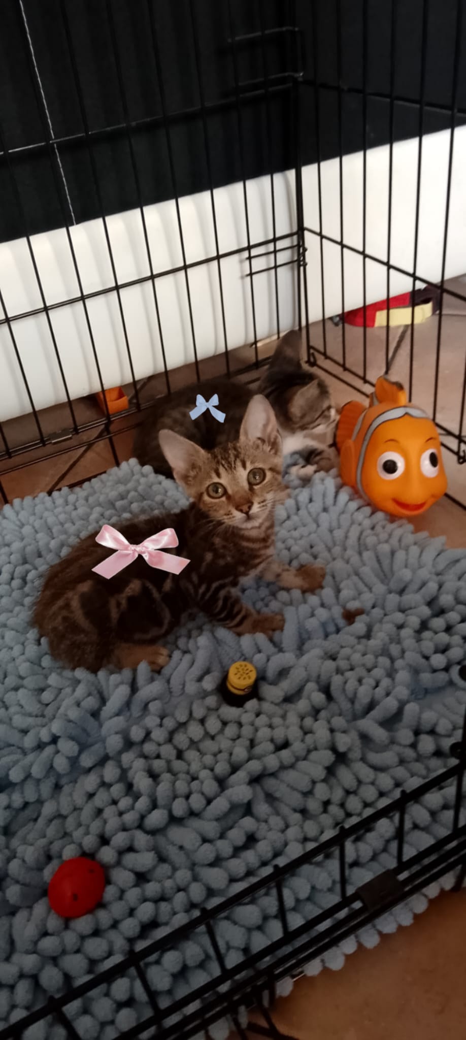Foto 3 di Joey, gatto europeo in adozione