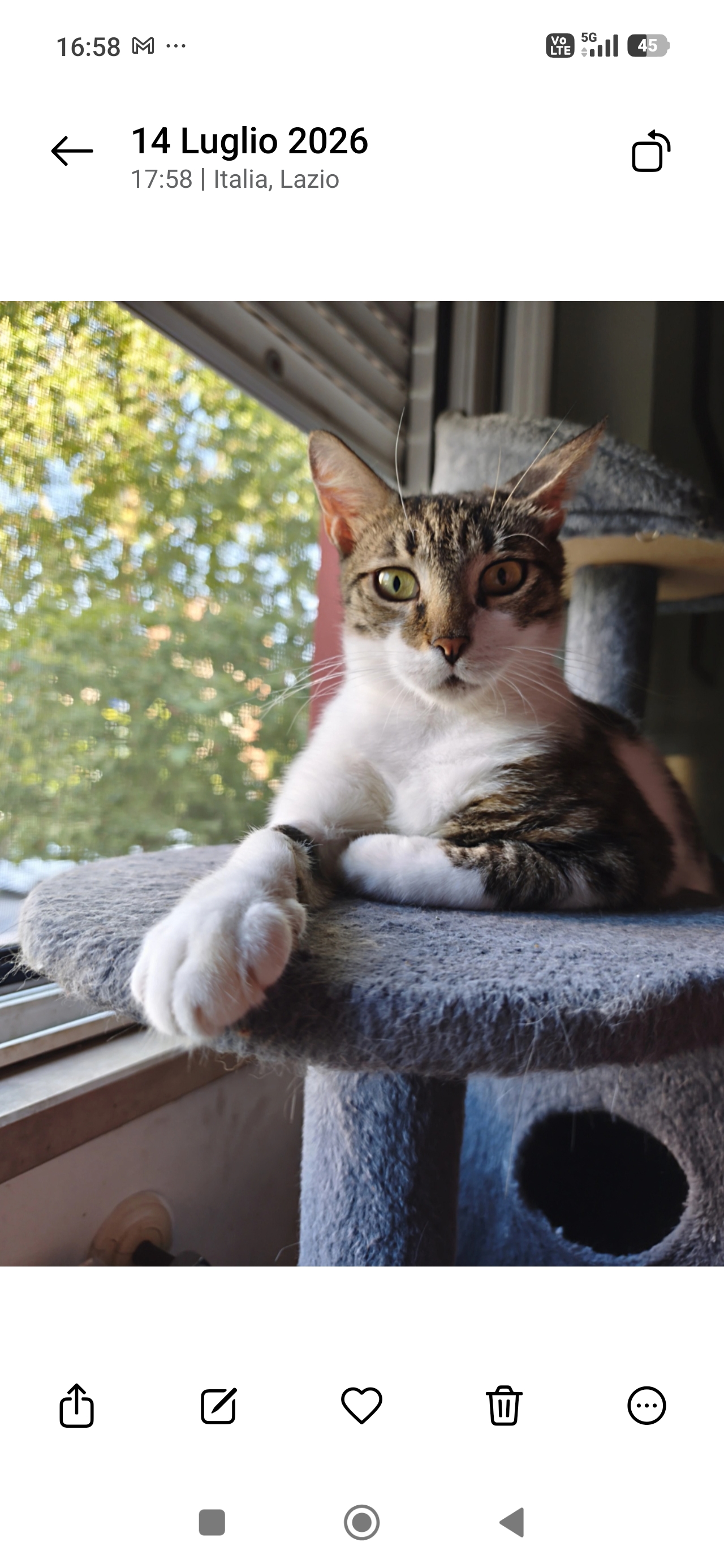 Foto 2 di Mimma, gatto Europeo in adozione