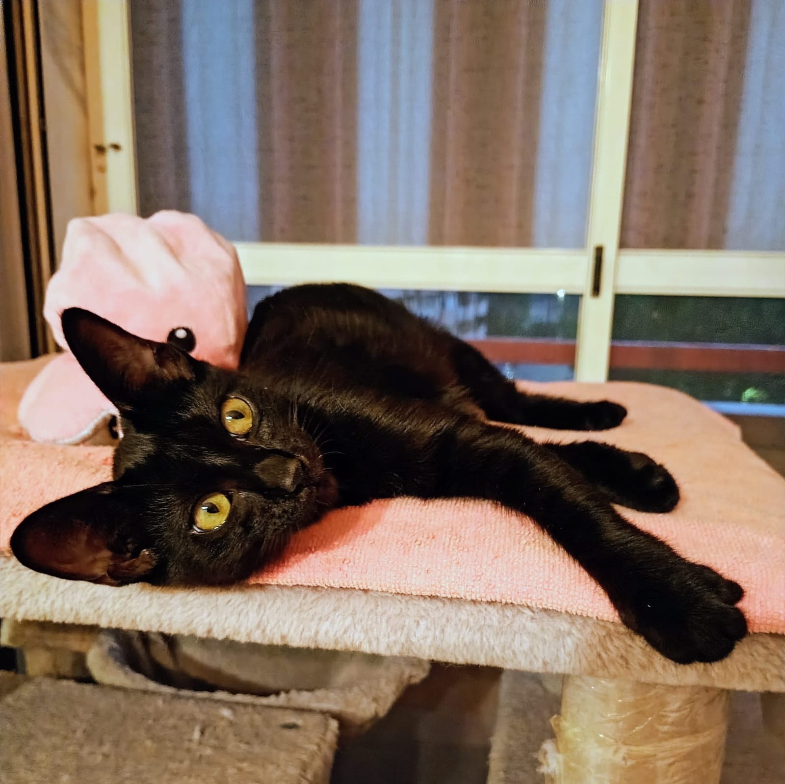 Nyx, gatto Europeo in adozione