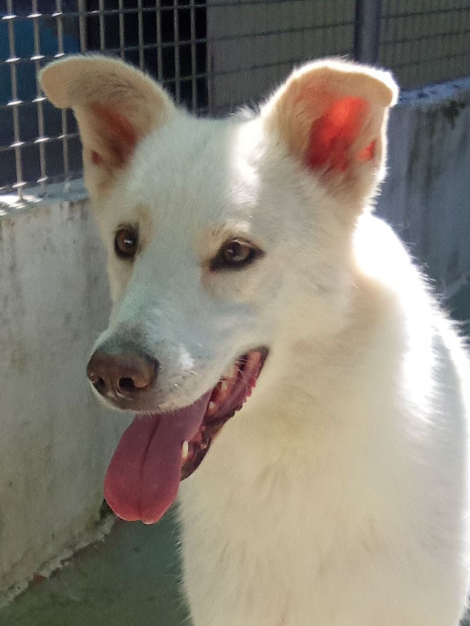 Foto 3 di Venus, cane Meticcio in adozione