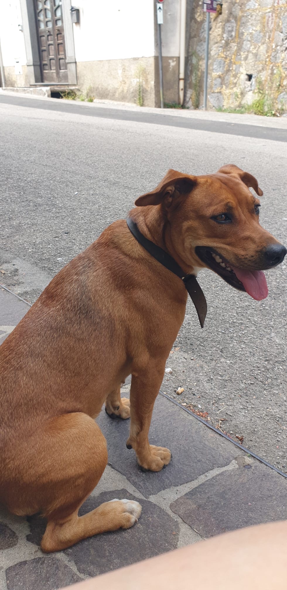 Foto 2 di Rumba, cane Meticcio in adozione