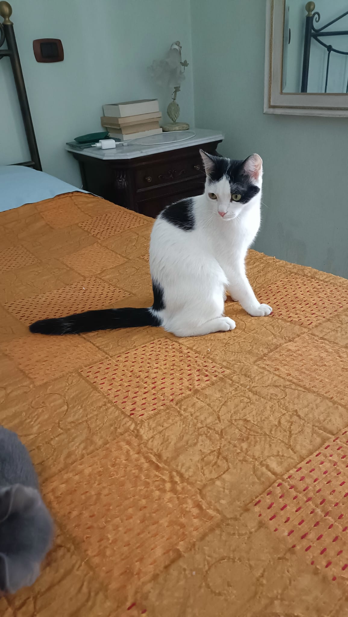 Foto 2 di Emily, gatto Europea in adozione