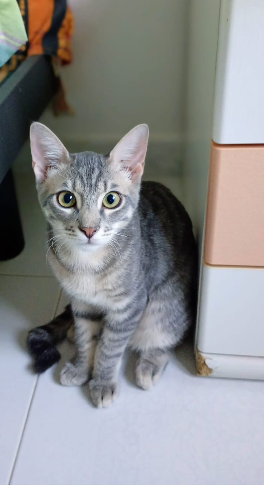 Cody, gatto Europeo in adozione