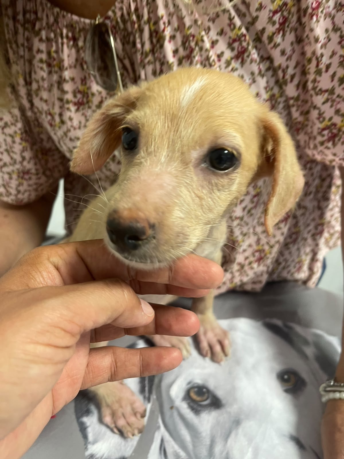Foto 5 di Gaia, cane  in adozione