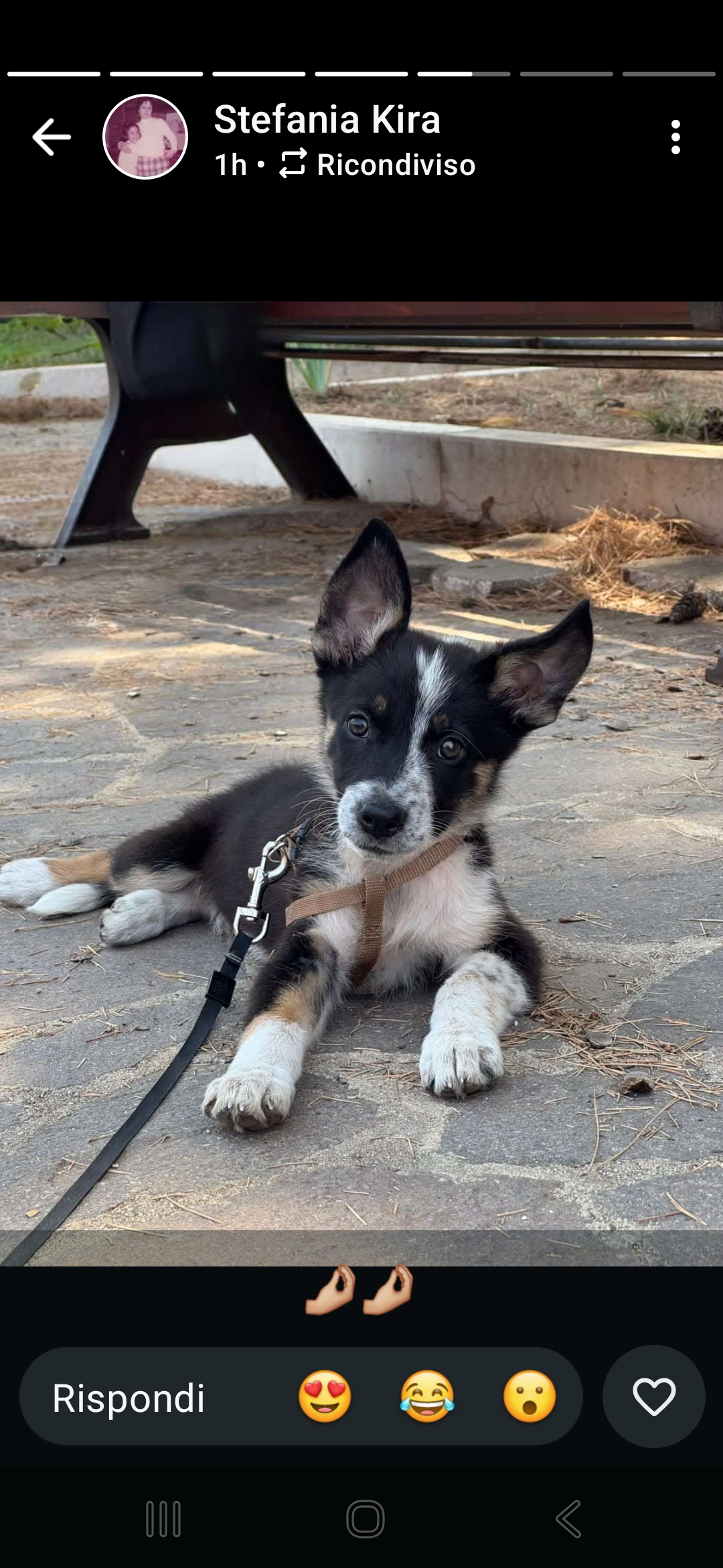 Foto 1 di Inma, cane Meticcio in adozione