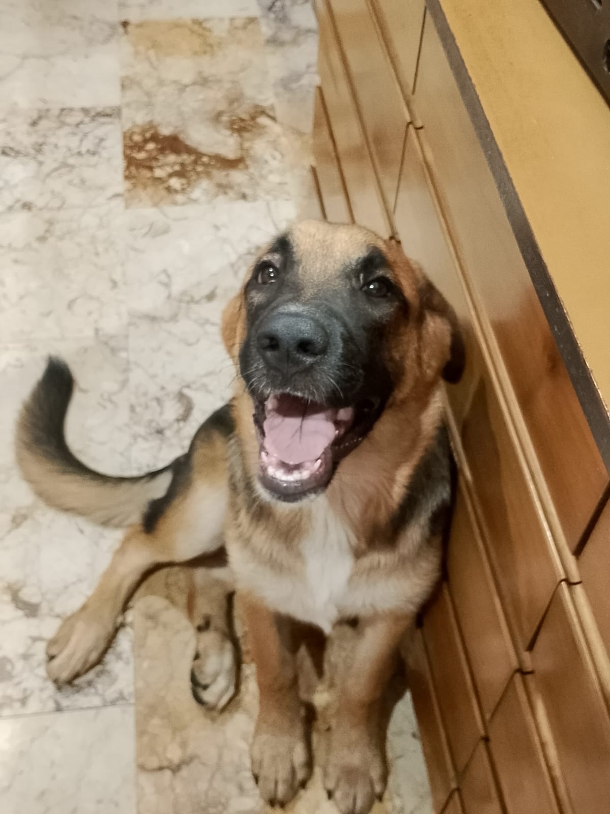 Foto 5 di SARABY, cane Simil Pastorina in adozione