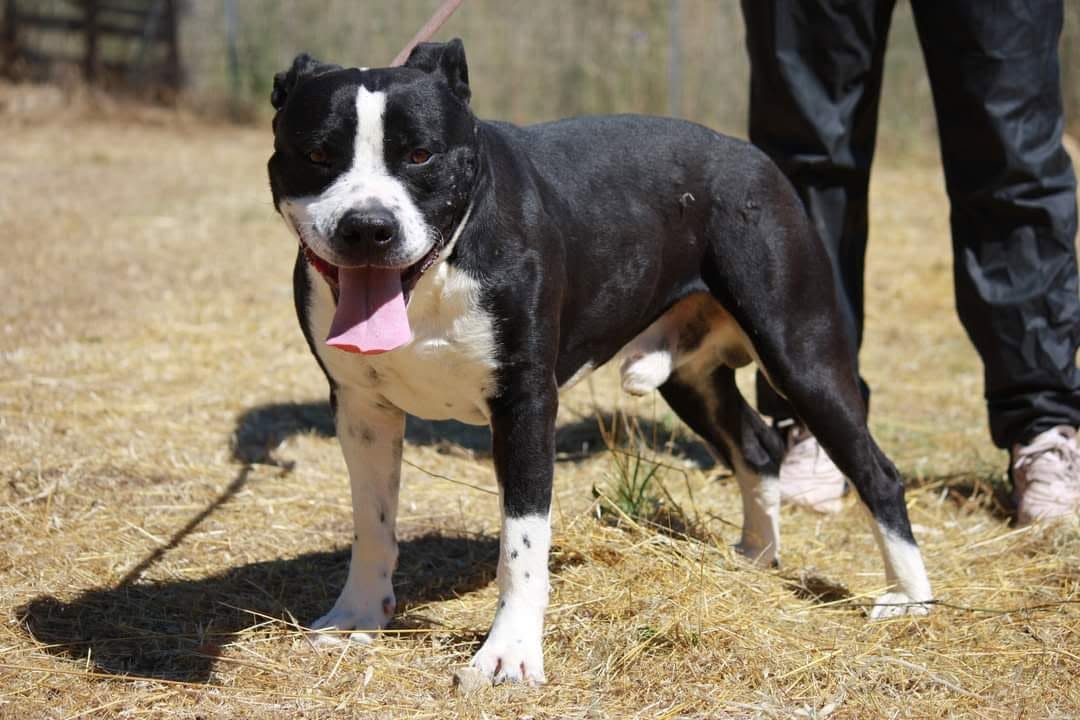 Foto 3 di Thor, cane American staffordshire terrier in adozione