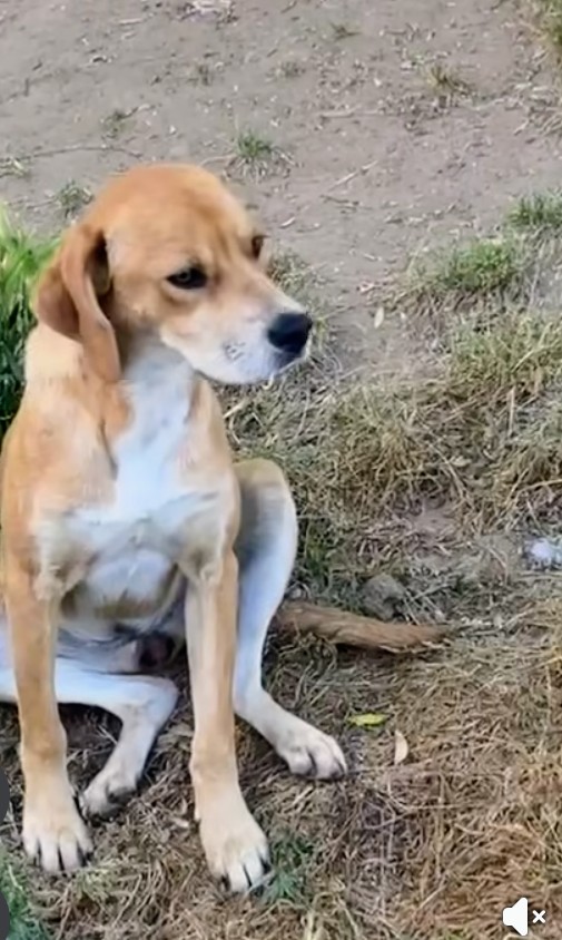 Foto 1 di Mayzena, cane Meticcio in adozione