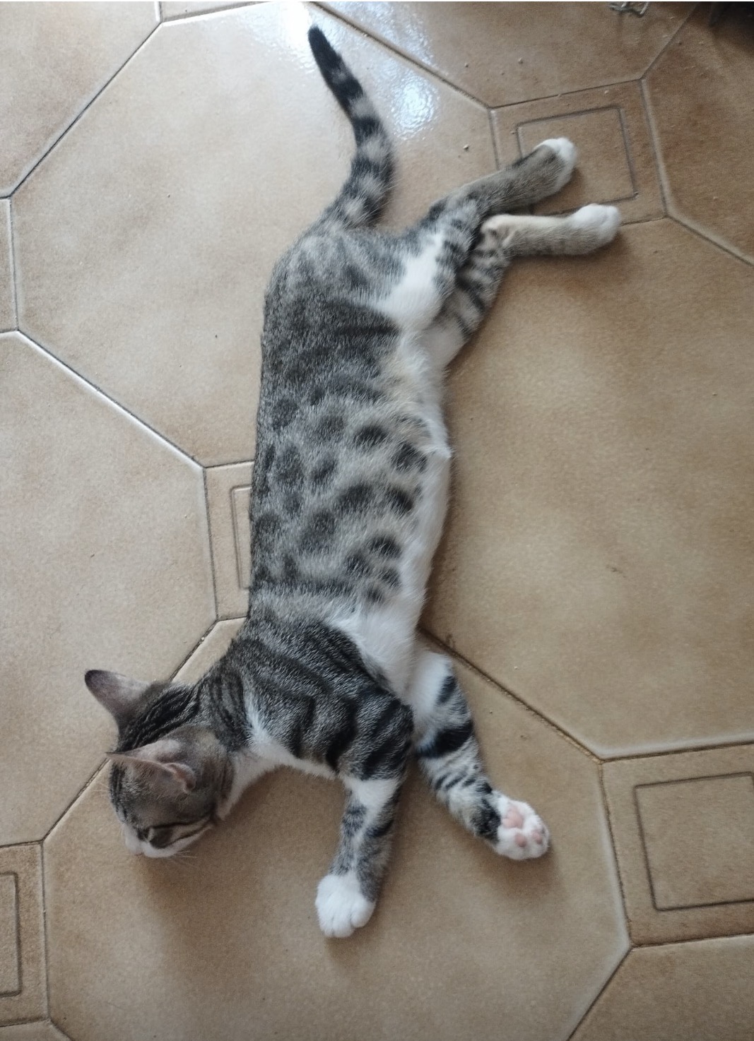 Foto 3 di Jocker, gatto Europeo in adozione