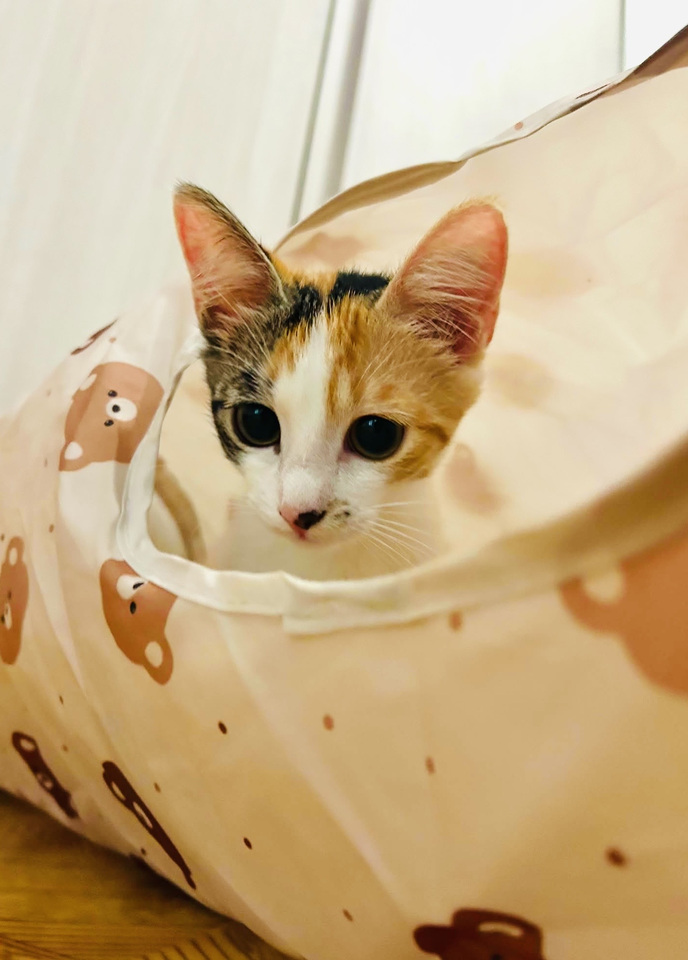 Foto 2 di Lussy, gatto Meticcio in adozione