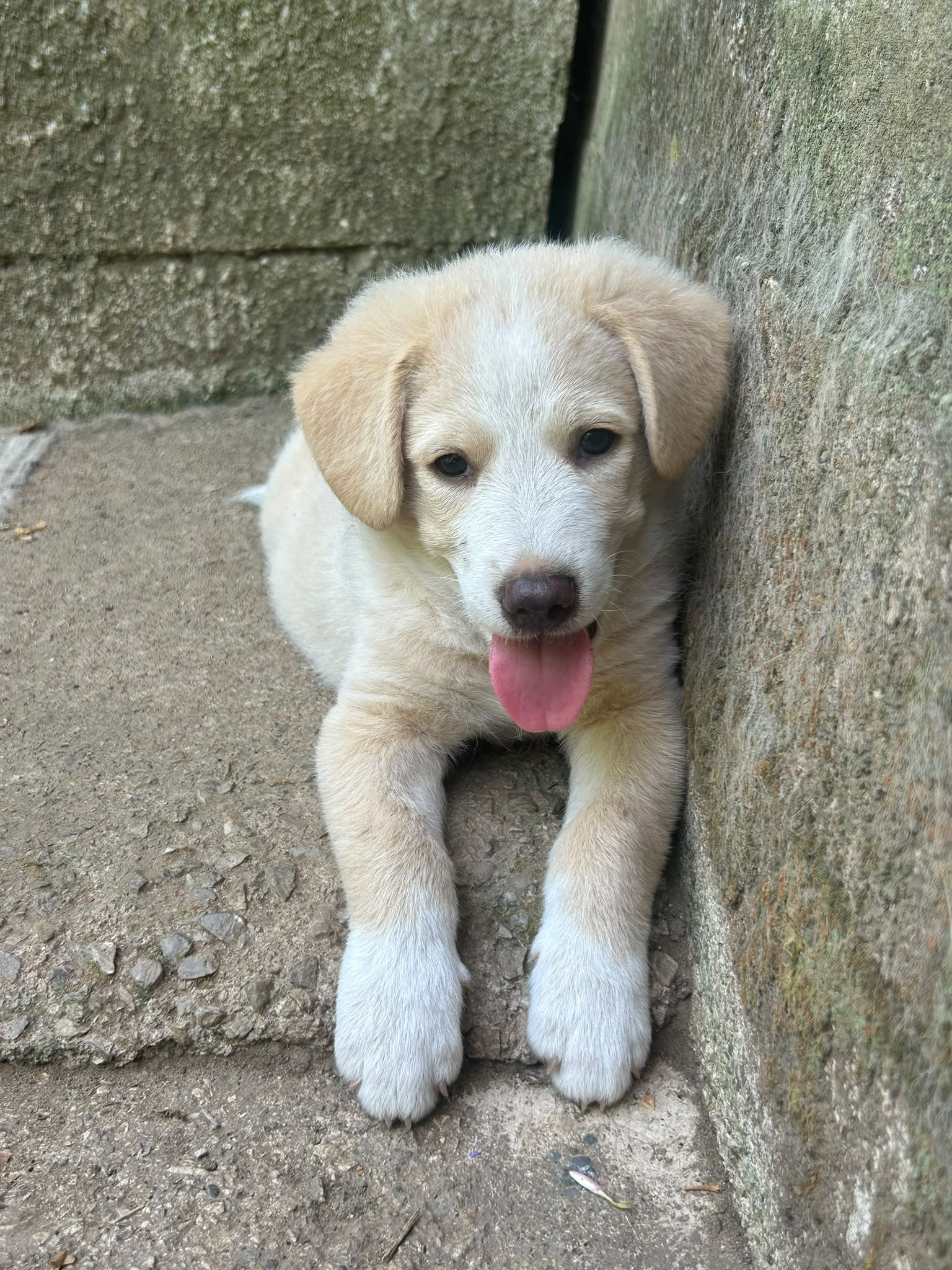 Foto 4 di Elio, cane Meticcio in adozione